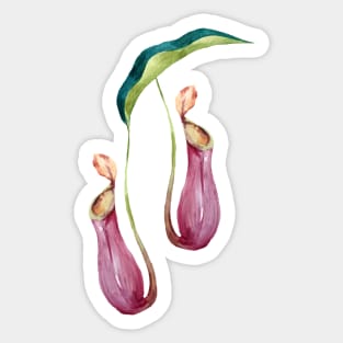 Carnivorous Plant Lady Daddy Nepenhtes x Ventrata Pitcher Plant Gift Sticker